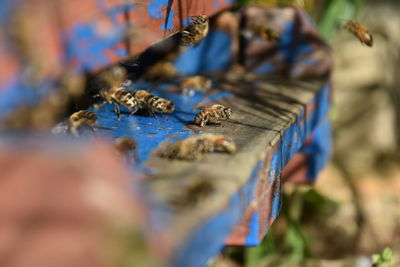 Close-up of honey bees on wood