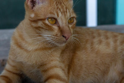 Close-up portrait of a cat