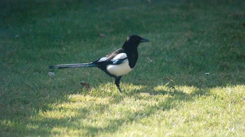 Side view of a bird on land