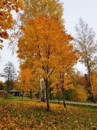 Trees and yellow autumn leaves in park