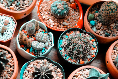 High angle view of potted plants for sale at market stall