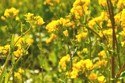 Close-up of yellow flowers