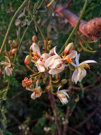 Close-up of insect on fresh flowers