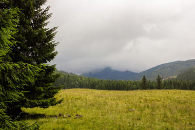 Scenic view of pine trees on field against sky