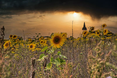 Sunflowers on field against sky during sunset