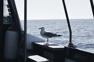 Seagull perching on a boat