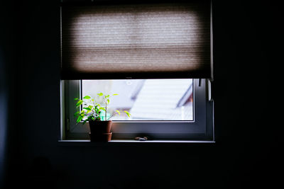 Close-up of potted plant on window at home