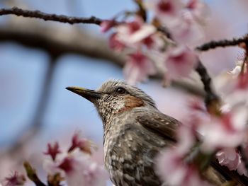 Low angle view of bird perching on tree