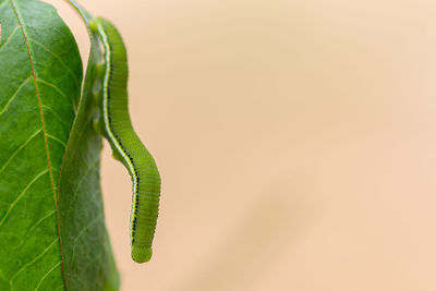 Close-up of green leaves