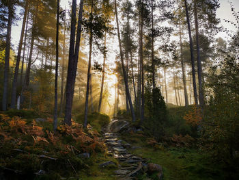 Scenic view of forest