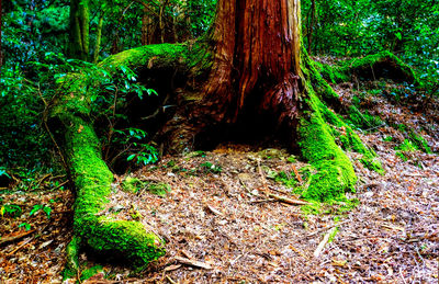 Trees growing in forest