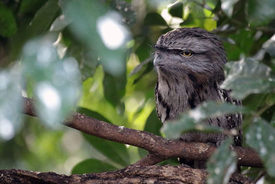 Close-up of bird perching on branch