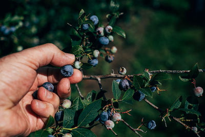 Hand holding berries