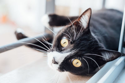 Portrait of cat lying on window sill