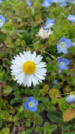 Close-up of white flowers blooming outdoors