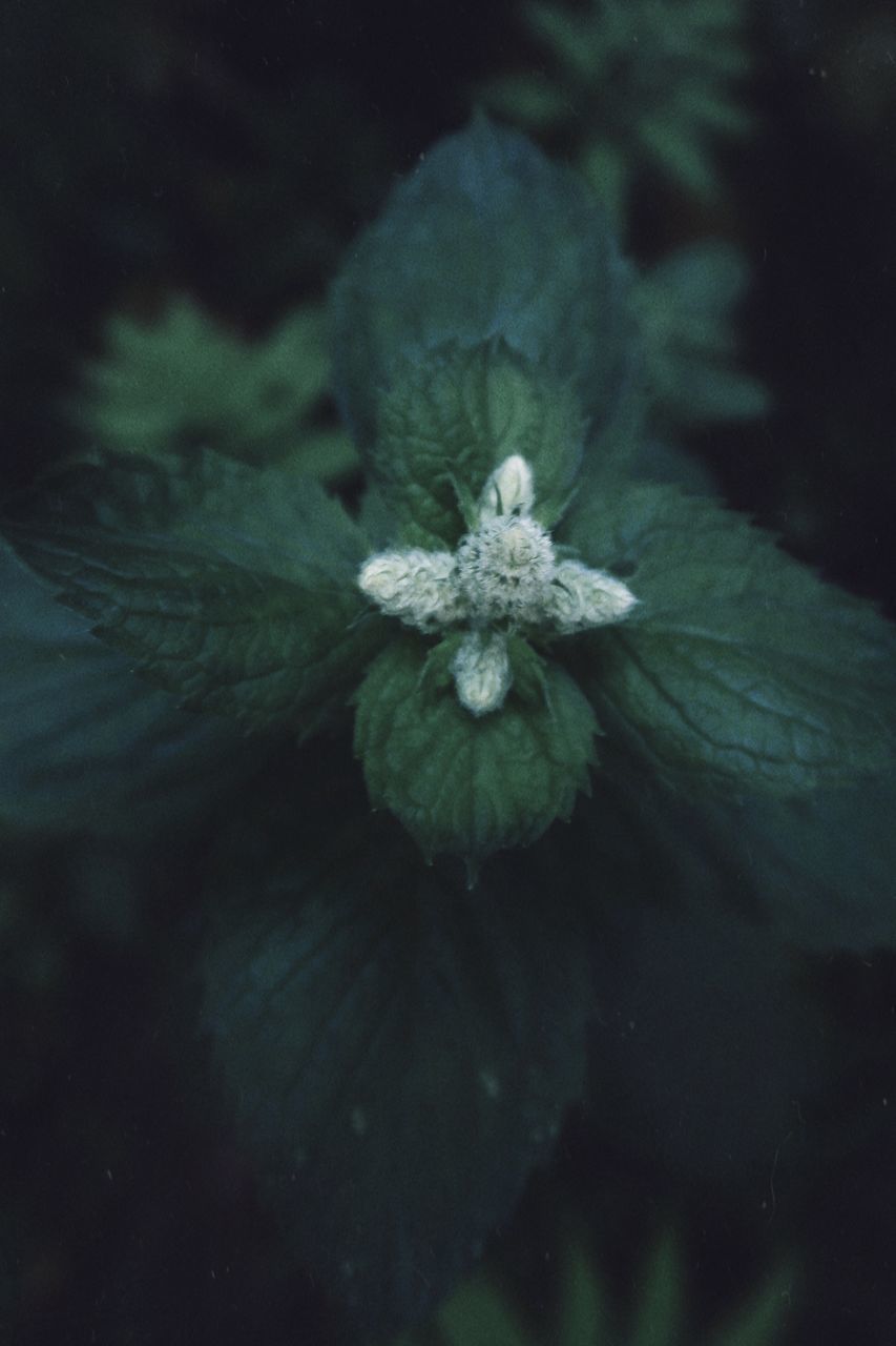 CLOSE-UP OF FLOWERING PLANT AGAINST WHITE WALL