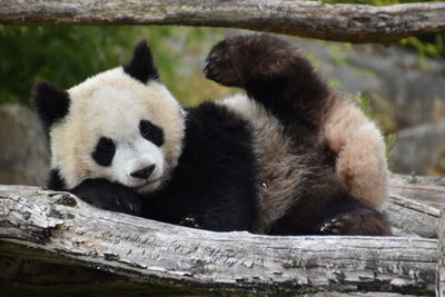 View of panda  in zoo