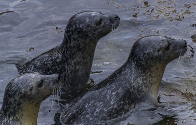 Close-up of lizard on beach