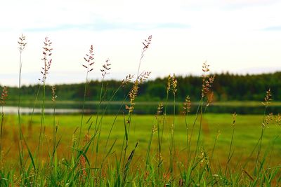 Plants growing on field