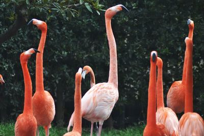 Flamingos on field