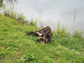 High angle view of bird on grass