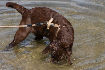 Horse standing in water
