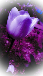 Close-up of purple flowering plant