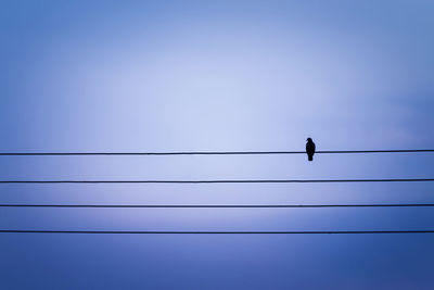 Low angle view of bird perching on cable against clear sky