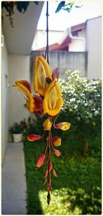 Close-up of yellow flower