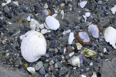 High angle view of pebbles on beach