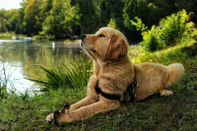 View of a dog sitting by the lake