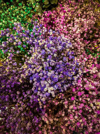 High angle view of purple flowering plants