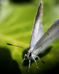 Close-up of damselfly on leaf