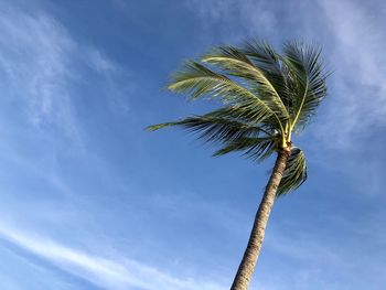 Low angle view of coconut palm tree against blue sky