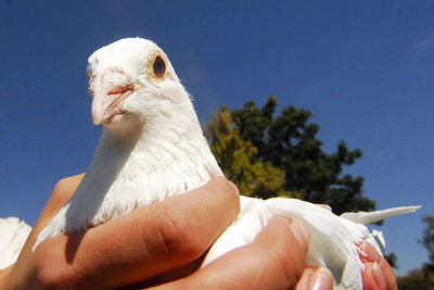 Cropped hand of woman holding bird