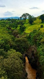 High angle view of plants growing on land against sky