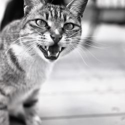 Close-up portrait of cat