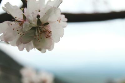 Close-up of white flowers
