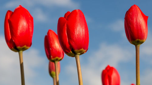 Pink tulips close up low angle of view with blue sky background