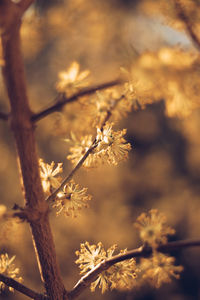 Close-up of plant on snow covered field