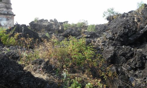 Plants growing on rocks