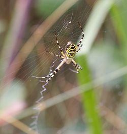 Close-up of spider on web