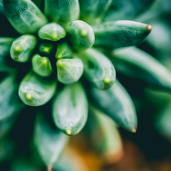 Close-up of green plant