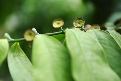 Close-up of plant