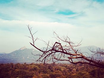 Tree on mountain against sky