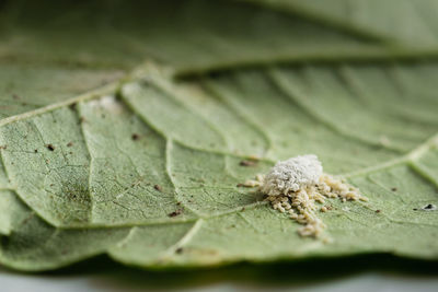 Close-up of leaf