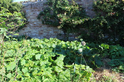 Close-up of plants growing on tree