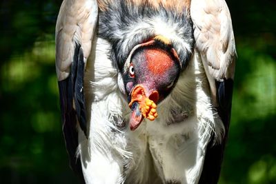 Close-up of bird looking at camera