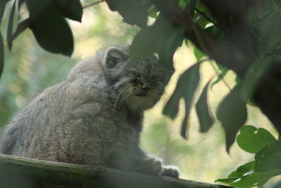 Close-up of a cat