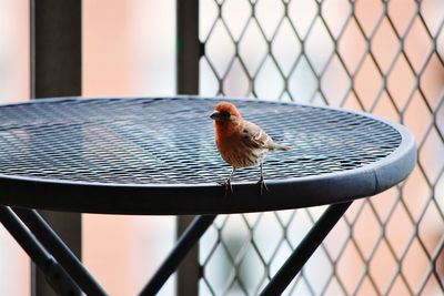 Close-up of bird perching on chainlink fence